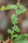 Eared goldenrod